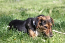 OLWYN, Hund, Mischlingshund in Italien - Bild 7