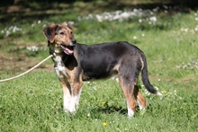 OLWYN, Hund, Mischlingshund in Italien - Bild 8