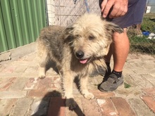 MALUMA, Hund, Mischlingshund in Ungarn - Bild 6