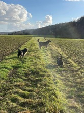 JOJO, Hund, Mischlingshund in Kleinwallstadt - Bild 1
