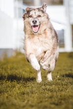 ADINA, Hund, Mischlingshund in Bad Wünnenberg - Bild 2