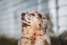 ADINA, Hund, Mischlingshund in Bad Wünnenberg - Bild 3