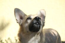 MIKO, Hund, Mischlingshund in Bochum - Bild 5
