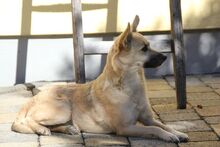 MIKO, Hund, Mischlingshund in Bochum - Bild 6
