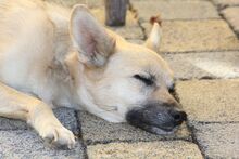 MIKO, Hund, Mischlingshund in Bochum - Bild 8