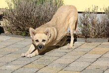 MIKO, Hund, Mischlingshund in Bochum - Bild 9