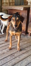 BELLA, Hund, Mischlingshund in Rumänien - Bild 1
