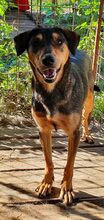 BELLA, Hund, Mischlingshund in Rumänien - Bild 3