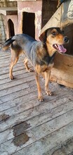 BELLA, Hund, Mischlingshund in Rumänien - Bild 5