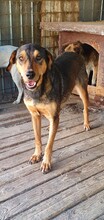 BELLA, Hund, Mischlingshund in Rumänien - Bild 6