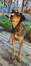 BELLA, Hund, Mischlingshund in Rumänien - Bild 7