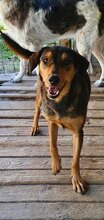 BELLA, Hund, Mischlingshund in Rumänien - Bild 8