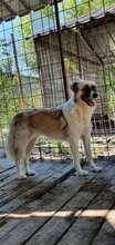 GOLDUSA, Hund, Mischlingshund in Rumänien - Bild 1