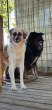 GOLDUSA, Hund, Mischlingshund in Rumänien - Bild 2