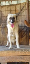 GOLDUSA, Hund, Mischlingshund in Rumänien - Bild 3