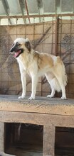 GOLDUSA, Hund, Mischlingshund in Rumänien - Bild 4