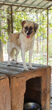 GOLDUSA, Hund, Mischlingshund in Rumänien - Bild 6