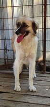 GOLDUSA, Hund, Mischlingshund in Rumänien - Bild 7