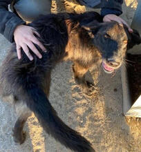 LOST, Hund, Mischlingshund in Portugal - Bild 2
