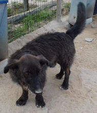 LOST, Hund, Mischlingshund in Portugal - Bild 6