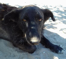 LOST, Hund, Mischlingshund in Portugal - Bild 7