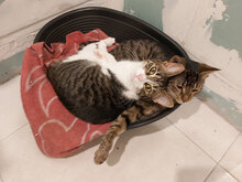 PENCHO, Katze, Hauskatze in Bulgarien - Bild 10