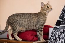ALYA, Katze, Hauskatze in Bulgarien - Bild 2