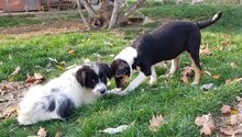 SNOOPY, Hund, Mischlingshund in Rumänien - Bild 10