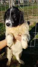 SNOOPY, Hund, Mischlingshund in Rumänien - Bild 2