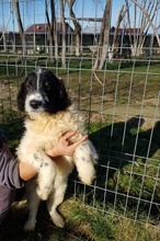 SNOOPY, Hund, Mischlingshund in Rumänien - Bild 5