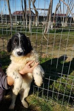 SNOOPY, Hund, Mischlingshund in Rumänien - Bild 6