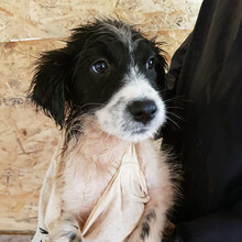 SNOOPY, Hund, Mischlingshund in Rumänien - Bild 8