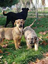 CARLO, Hund, Mischlingshund in Rumänien - Bild 10