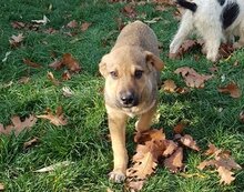CARLO, Hund, Mischlingshund in Rumänien - Bild 11
