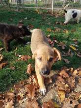 CARLO, Hund, Mischlingshund in Rumänien - Bild 7