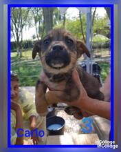 CARLO, Hund, Mischlingshund in Rumänien - Bild 8