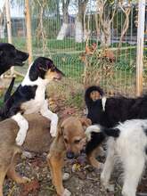 CARLO, Hund, Mischlingshund in Rumänien - Bild 9