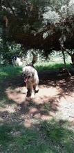 BETTI, Hund, Mischlingshund in Rumänien - Bild 10