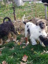 BETTI, Hund, Mischlingshund in Rumänien - Bild 12
