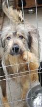 BETTI, Hund, Mischlingshund in Rumänien - Bild 13
