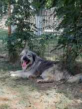 BETTI, Hund, Mischlingshund in Rumänien - Bild 14