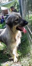 BETTI, Hund, Mischlingshund in Rumänien - Bild 15