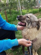 BETTI, Hund, Mischlingshund in Rumänien - Bild 16