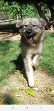 BETTI, Hund, Mischlingshund in Rumänien - Bild 2