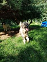 BETTI, Hund, Mischlingshund in Rumänien - Bild 3