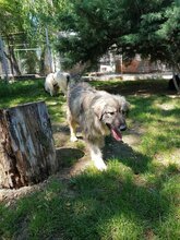 BETTI, Hund, Mischlingshund in Rumänien - Bild 4