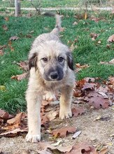 BETTI, Hund, Mischlingshund in Rumänien - Bild 7