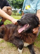SHIRA, Hund, Mischlingshund in Rumänien - Bild 11