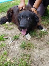 SHIRA, Hund, Mischlingshund in Rumänien - Bild 12