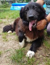 SHIRA, Hund, Mischlingshund in Rumänien - Bild 13